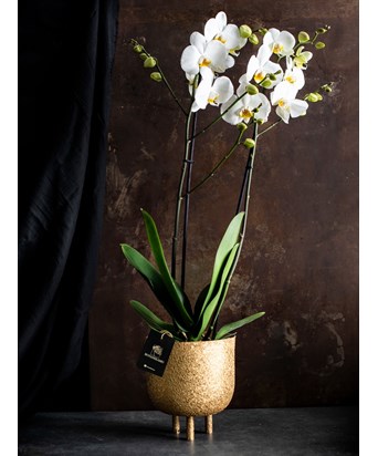 Ayaklı Gold Saksıda İthal Beyaz Orkide